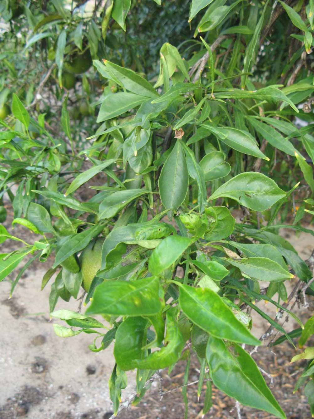               Sun leaves (Willowleaf, Winter Haven,   FL)   